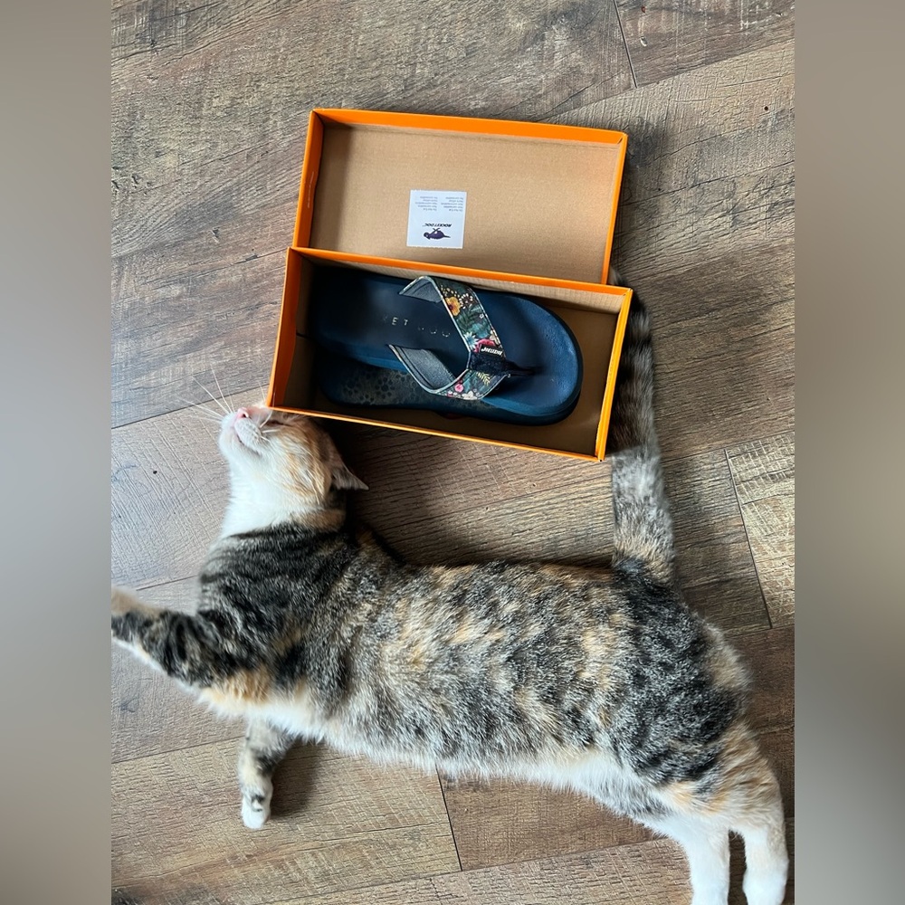 Rocket Dog Blue Casual Shoes